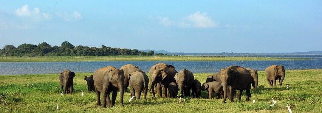 Kaudulla National Park