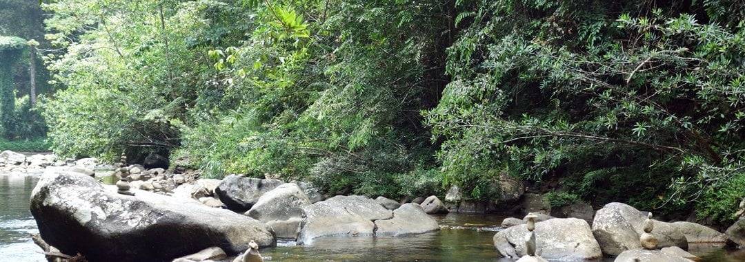 Sinharaja Rain Forest Sri Lanka