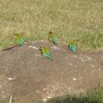 Birds, Kaudulla National Park, Sri Lanka
