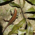 Lizard, Sinharaja, Rain Forest, Sri Lanka
