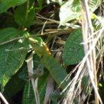 Lizard, Sinharaja, Rain Forest, Sri Lanka