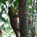 Lizard, Sinharaja, Rain Forest, Sri Lanka