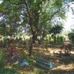 Old Muslim Cemetery, Java, Indonesia