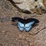 Butterfly, Kaludiya Pokuna, Sri Lanka