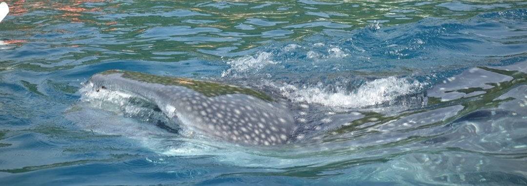 Oslob Whale Shark watching