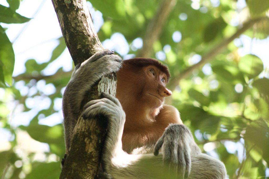 Proboscis monkey