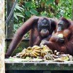 2 weeks Borneo Itinerary