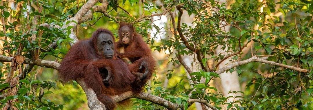 Best places in Southeast Asia to see wildlife