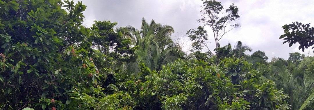 Jungle near San Antonio, Toledo, Belize