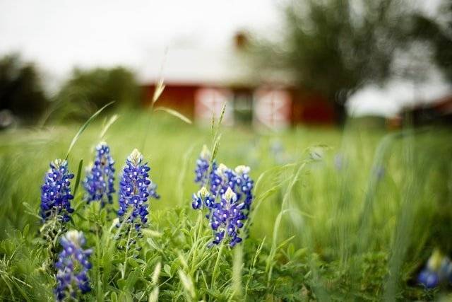 Bluebonnets in Texas