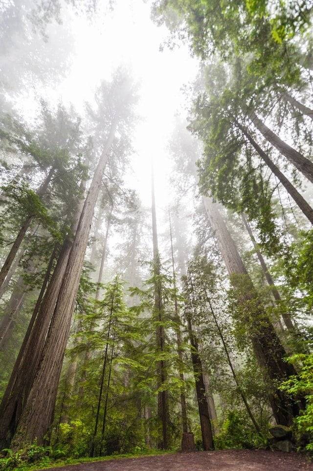 Redwood National Park, USA Road trips