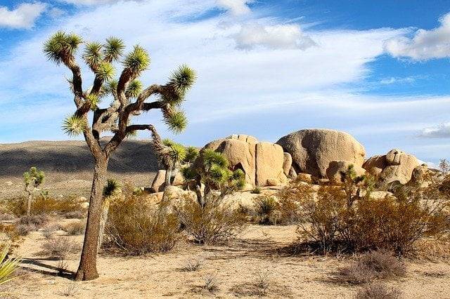 joshua tree national park, best spring break destination for families