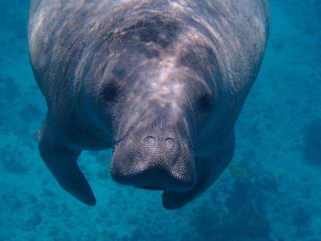 Manatee - Belize Packing List