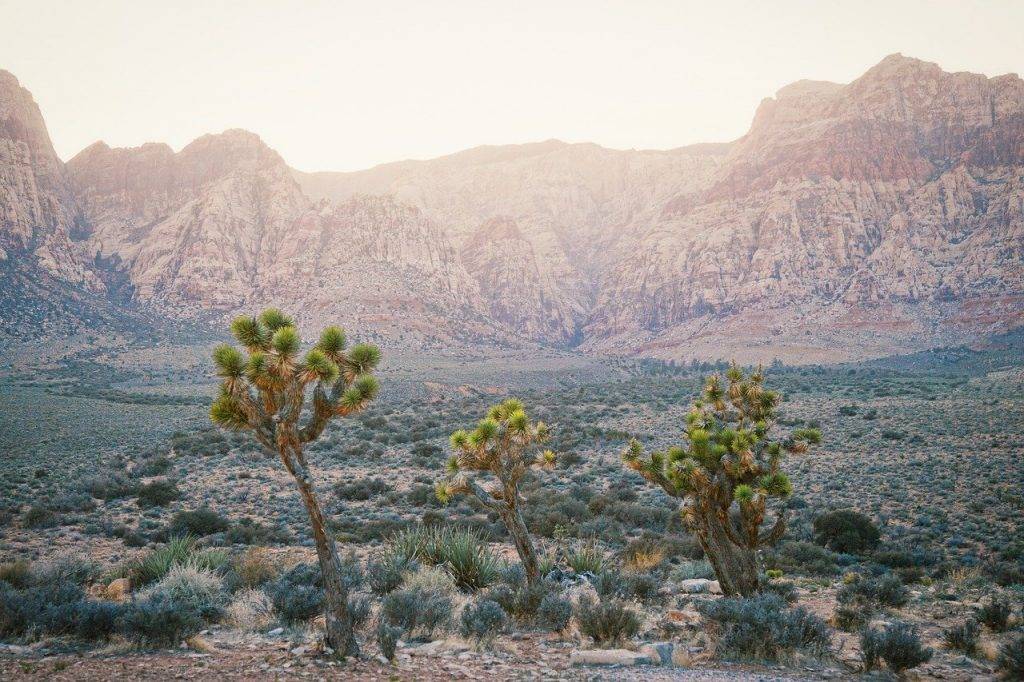 Joshua Tree, Romantic destination in the US