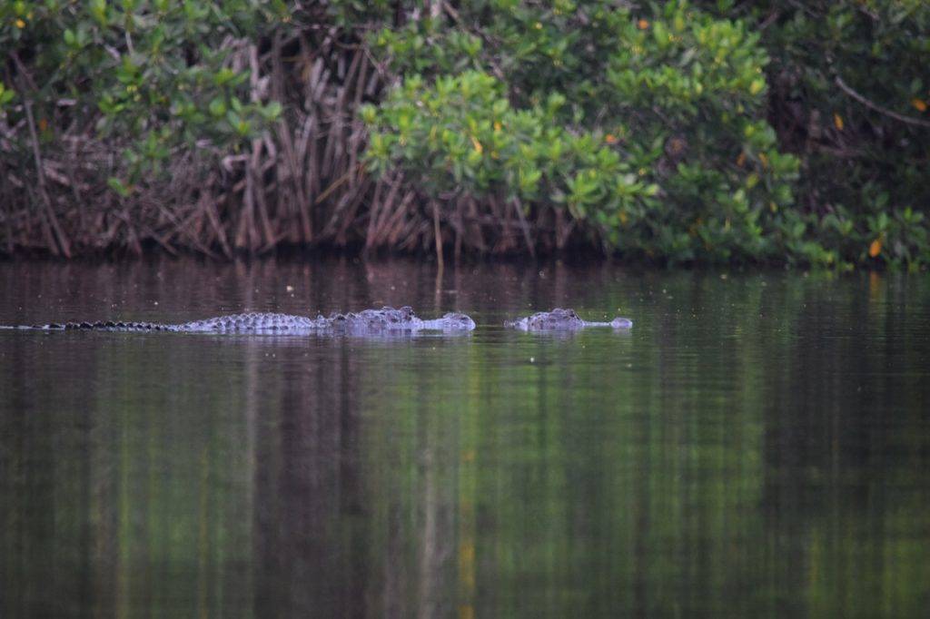 Everglades National Park